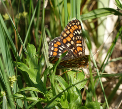 Euphydryas maturna