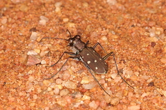 Cylindera disjuncta