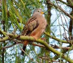 Columbina cruziana