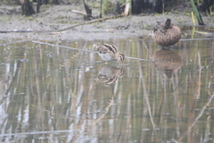 Gallinago magellanica
