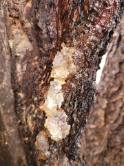 Myxarium nucleatum