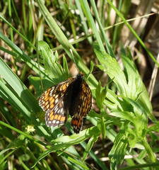 Euphydryas maturna