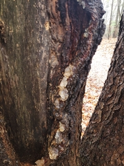 Myxarium nucleatum