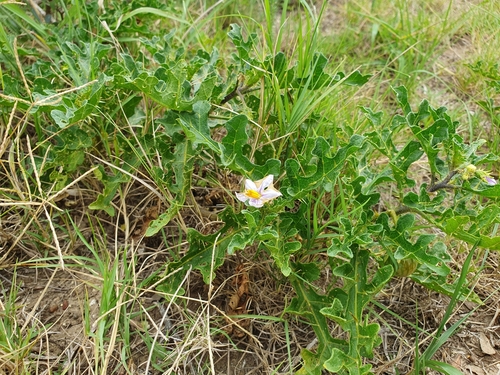 Solanum undatum iNat (1)