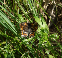 Euphydryas maturna