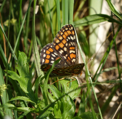 Euphydryas maturna