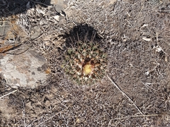 Coryphantha clavata