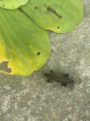Colobura dirce
