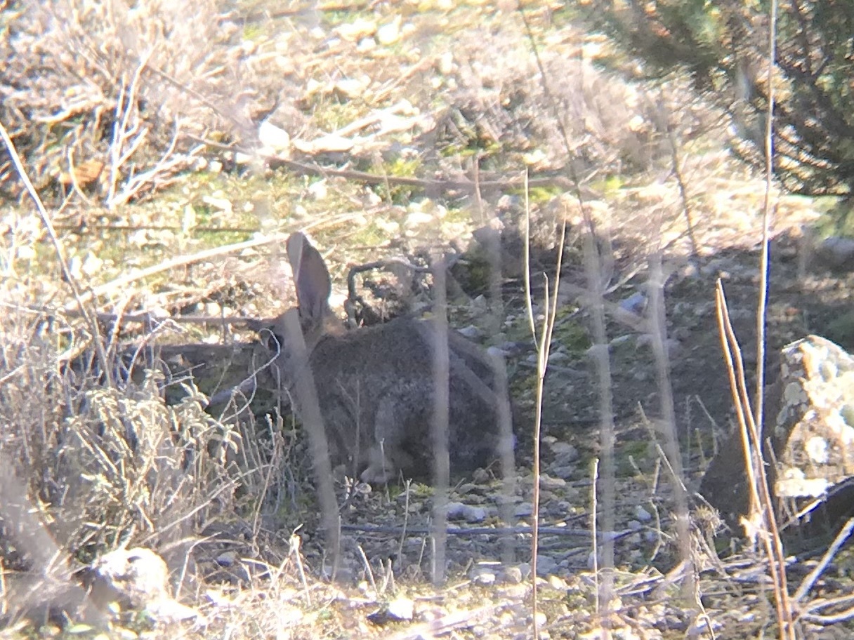 Oryctolagus cuniculus (Linnaeus, 1758)