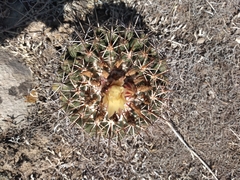 Coryphantha clavata