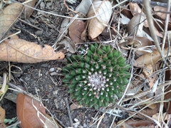 Mammillaria uncinata