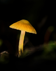 Gliophorus psittacinus