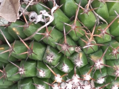 Mammillaria uncinata
