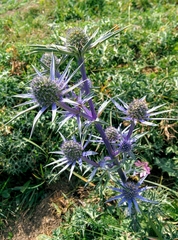 Eryngium bourgatii