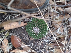 Mammillaria uncinata