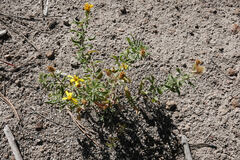Heterotheca hirsutissima