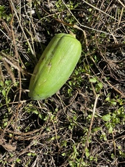 Passiflora incarnata