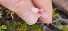 Lachnaea uniflora