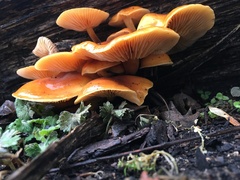Flammulina velutipes