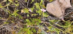 Lachnaea uniflora