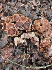 Gymnopus brassicolens