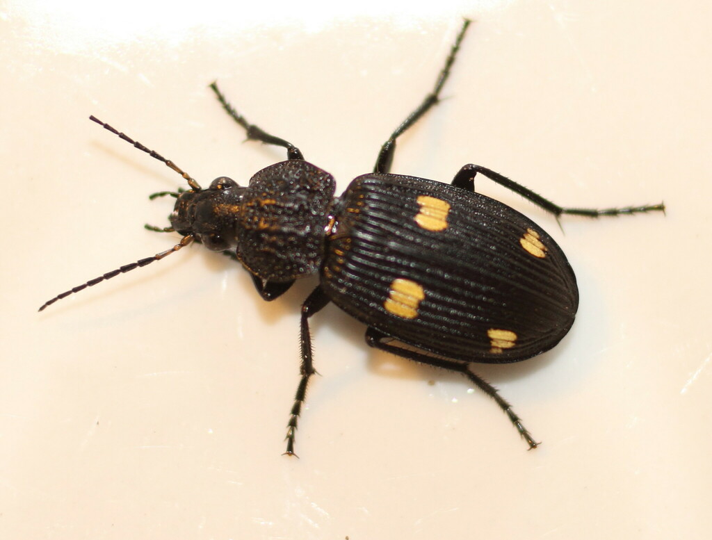 Rhysotrachelus
