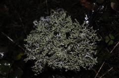 Platismatia stenophylla