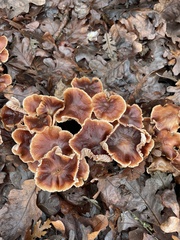 Gymnopus brassicolens