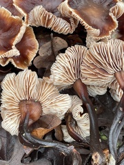 Gymnopus brassicolens