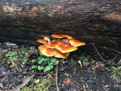 Flammulina velutipes