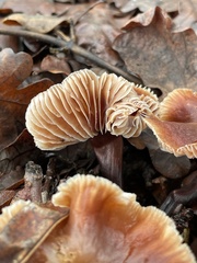 Gymnopus brassicolens