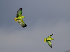 Amazona auropalliata