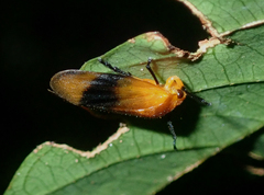 Ischnorhina ephippium