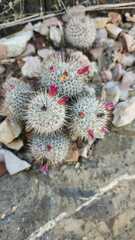 Mammillaria haageana meissneri