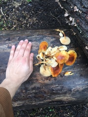 Flammulina velutipes