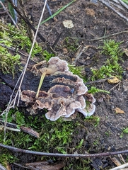 Thelephora terrestris