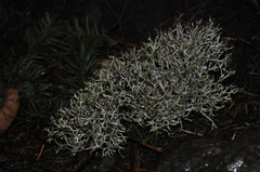 Platismatia stenophylla