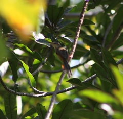 Prinia