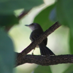 Prinia