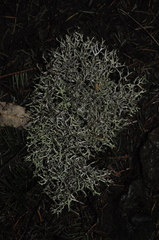 Platismatia stenophylla