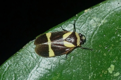 Maxantonia