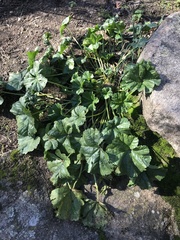 Malva sylvestris