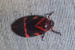 Maxantonia