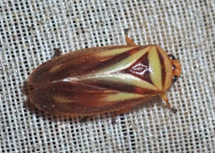 Monecphora longitudinalis