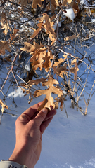 Quercus gambelii