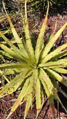 Hechtia