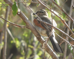 Tchagra australis