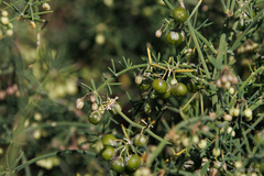 Asparagus umbellatus