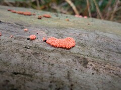 Hemitrichia decipiens