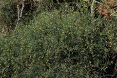 Asparagus umbellatus
